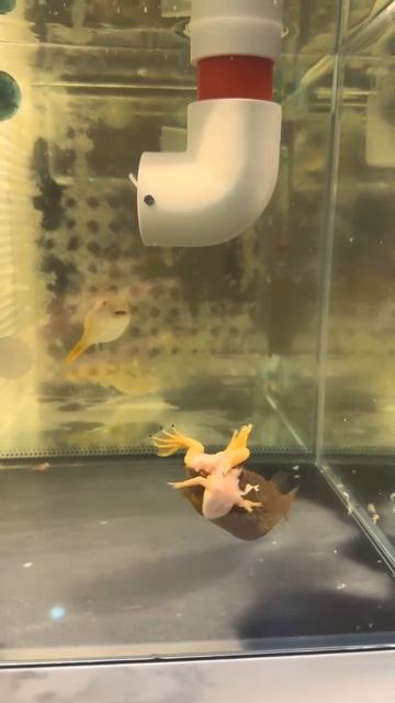 🐟vs🐸