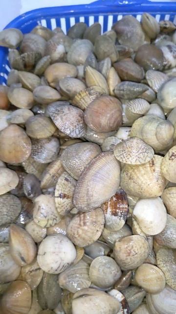 small shell #youtube #youtubeshorts #fish #ytshorts #livefishfood