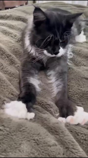кот мейн кун