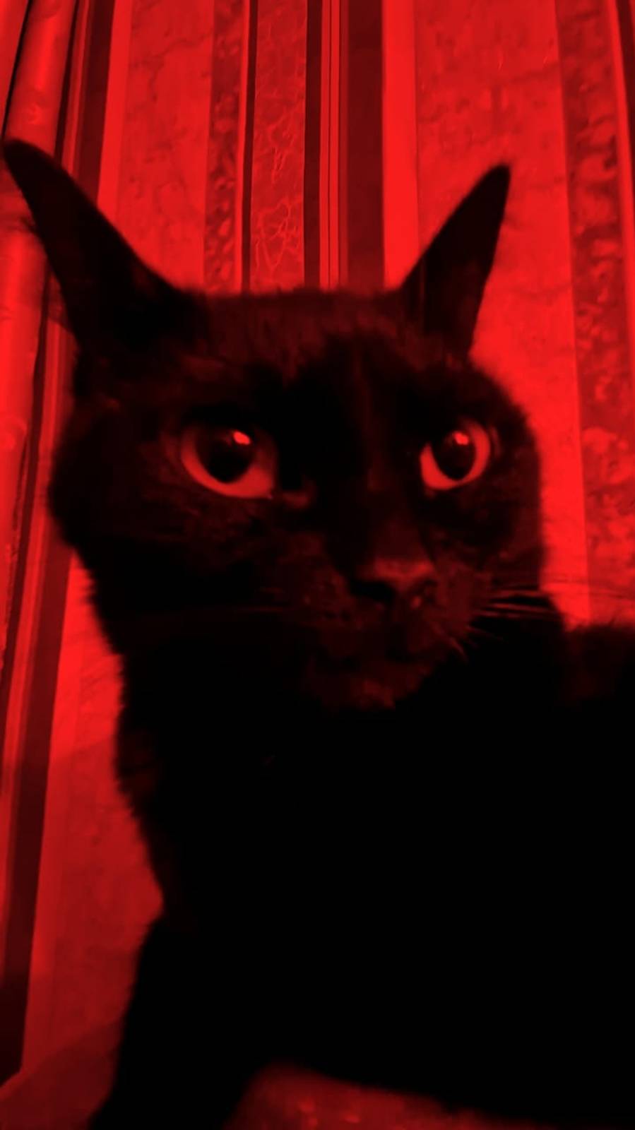 Пока хозяин на работе😅