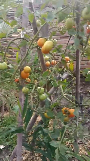 Buah Lebat Tapi Kecil. mohon masukan buat para petani tomat senior. #petani_tomat_pemula