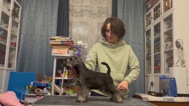 Презентация щенка Цвергшнауцера перец с солью Welkar Chatman