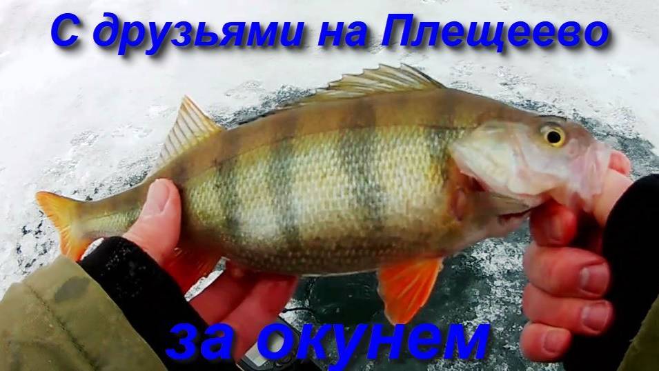С друзьями на Плещеево за окунем