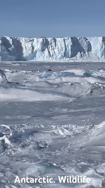 Wild Antarctica. Iceberg. #antartic #fastice #wildlife #seal #peace #travel #nature #animals #south