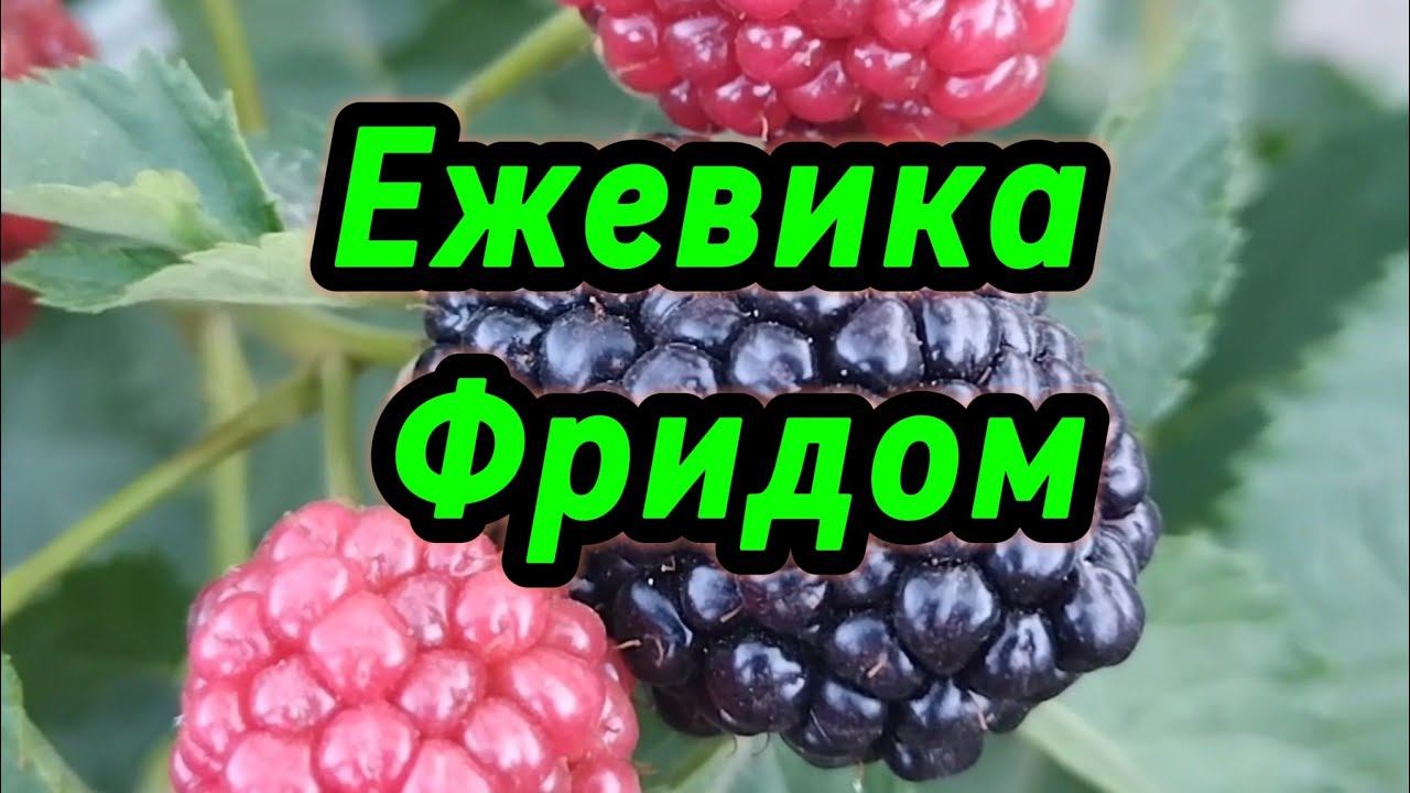 Ежевика Фридом: плодоношение на побегах этого года