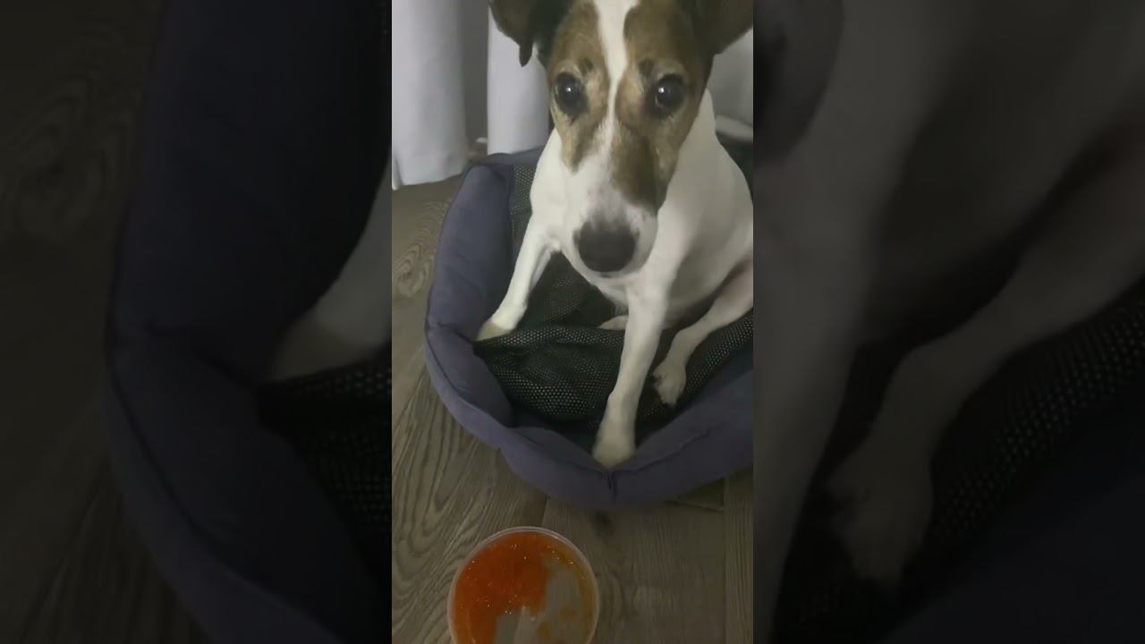 5 января 2025г собака ест красную икру #юмор #икра#pakistan #shorts