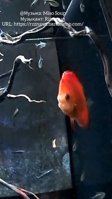 #океанариум#акватика#рыбы#когалым#aquarium#aquatics#pisces#kogalym