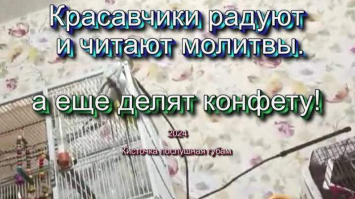Красавчики радуют и читают молитвы. а еще делят конфету. декабре 2024