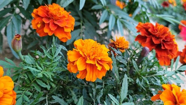 French Marigold -  Enjoy Beautiful Flowers