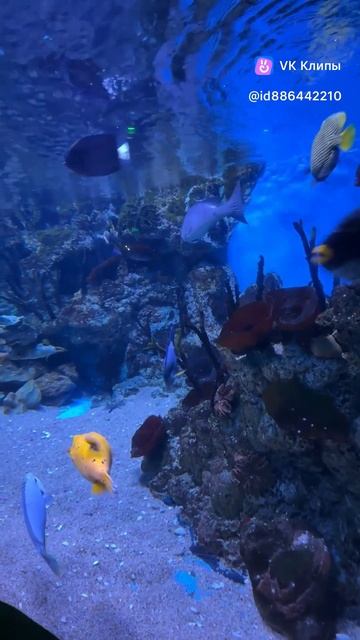 Oceanarium
