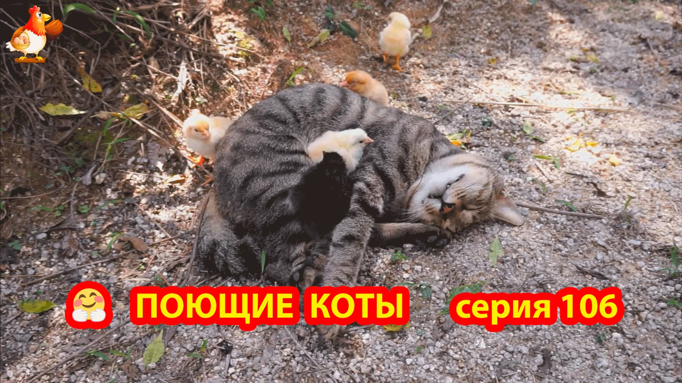 Крутые коты у птичьего двора серия (106) 🐈🐈⬛😹 Природа Абхазии и подворье с птицами и животными ❣