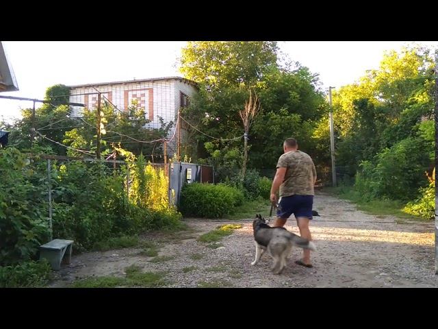 Сибирский хаски 8 месяцев Эльза! Дрессировка с котами!
