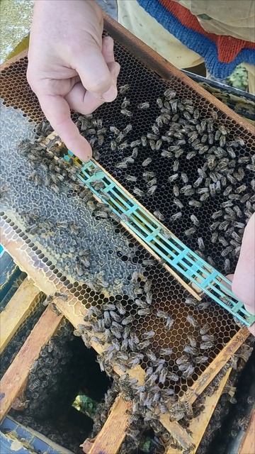 Выпускаем пчеломаток из изоляторов.