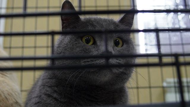 Выставка кошек