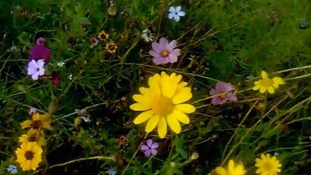Nature Flowers long video from Germany! Natur Video