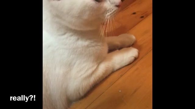 Lily isn’t fit to be a CatTuber