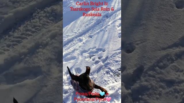 Щенки цвергпинчера.  Carlin Bright Iz Tsarskogo Sela Rein и Ruskeala.