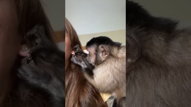 Обезьянка расстегивает сережку!