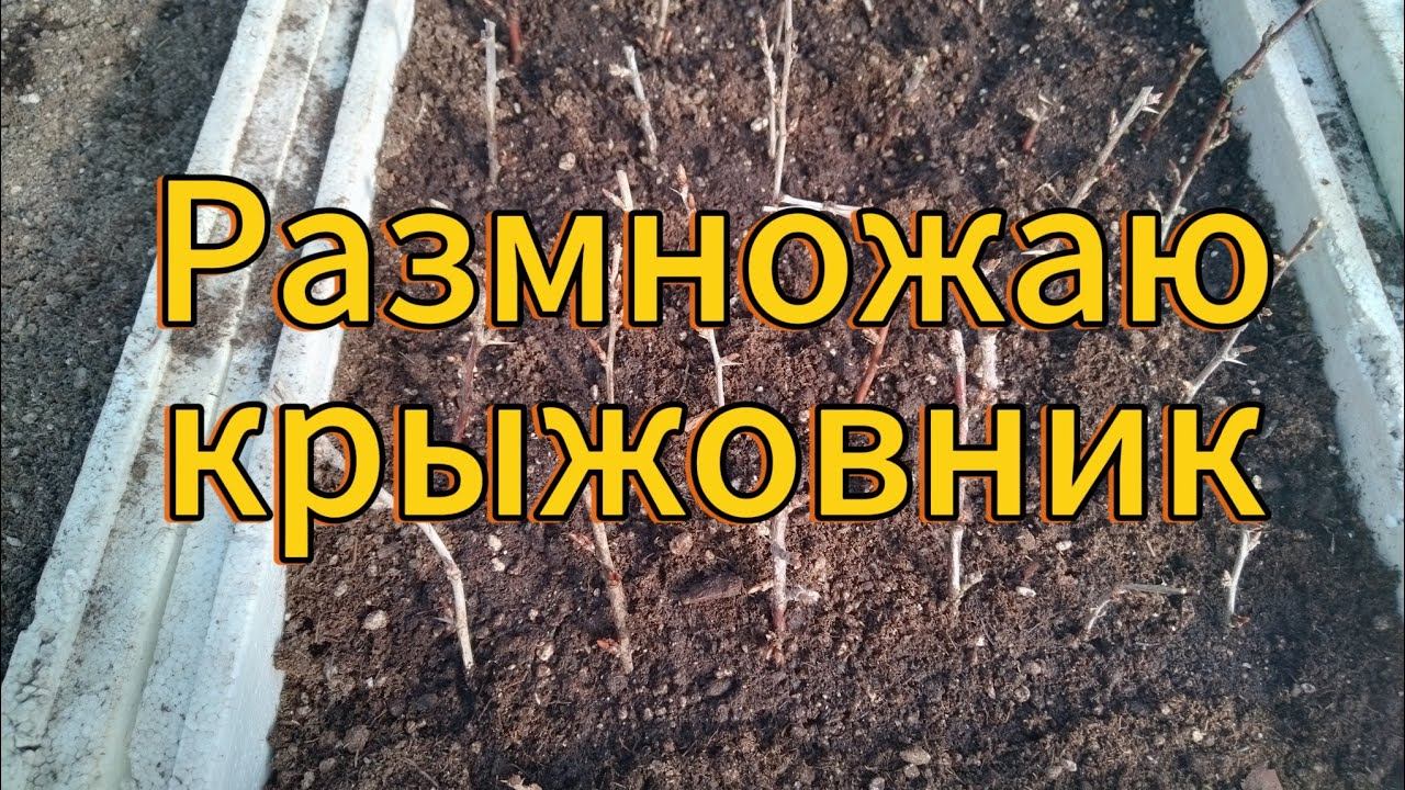 Черенкование крыжовника