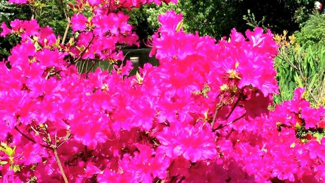 British Spring Blossoms - Clusters Of Pink Azalea Flowers In Garden #azalea #gardening #spring
