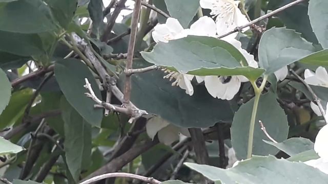 ... а запах просто обалдеть..  🌸🌼🐝