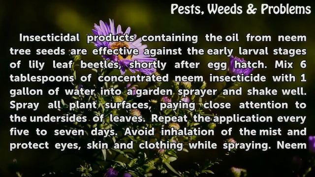 How to Control Red Lily Leaf Beetles