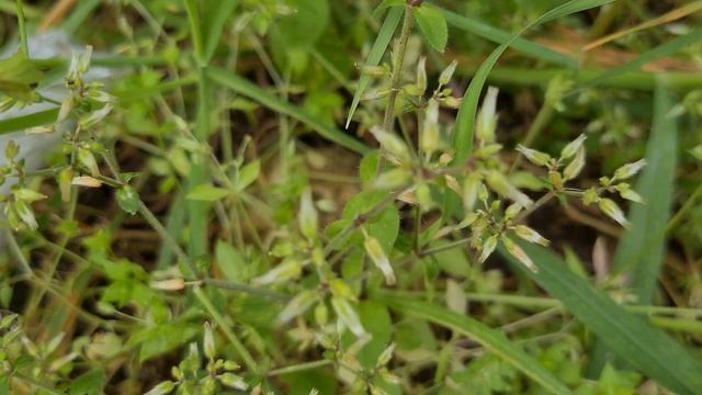 קרנונית דביקה פורחת السيراستيوم الكبيبات Cerastium glomeratum
