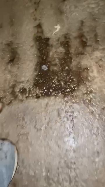 telegram_video