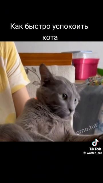 VID-20250210-WA0226
