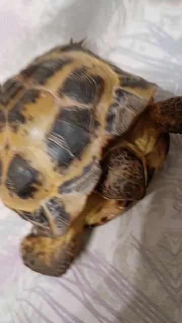 черепашечка 🐢#Shorts
