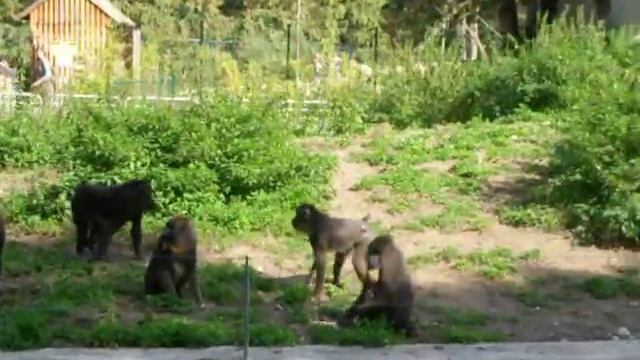 Mandrill escapes from the enclosure