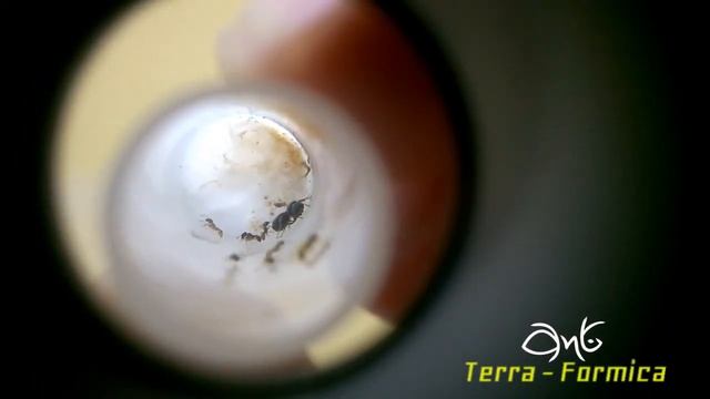 Tetramorium caespitum młoda kolonia