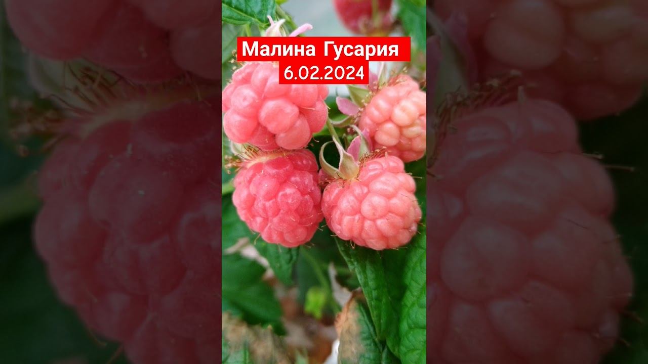 Малина Гусария в теплице 6.02.2024☀️☀️☀️