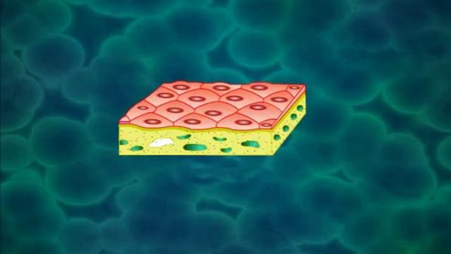 CBSE Class 9 Science Introductory Video: Tissues