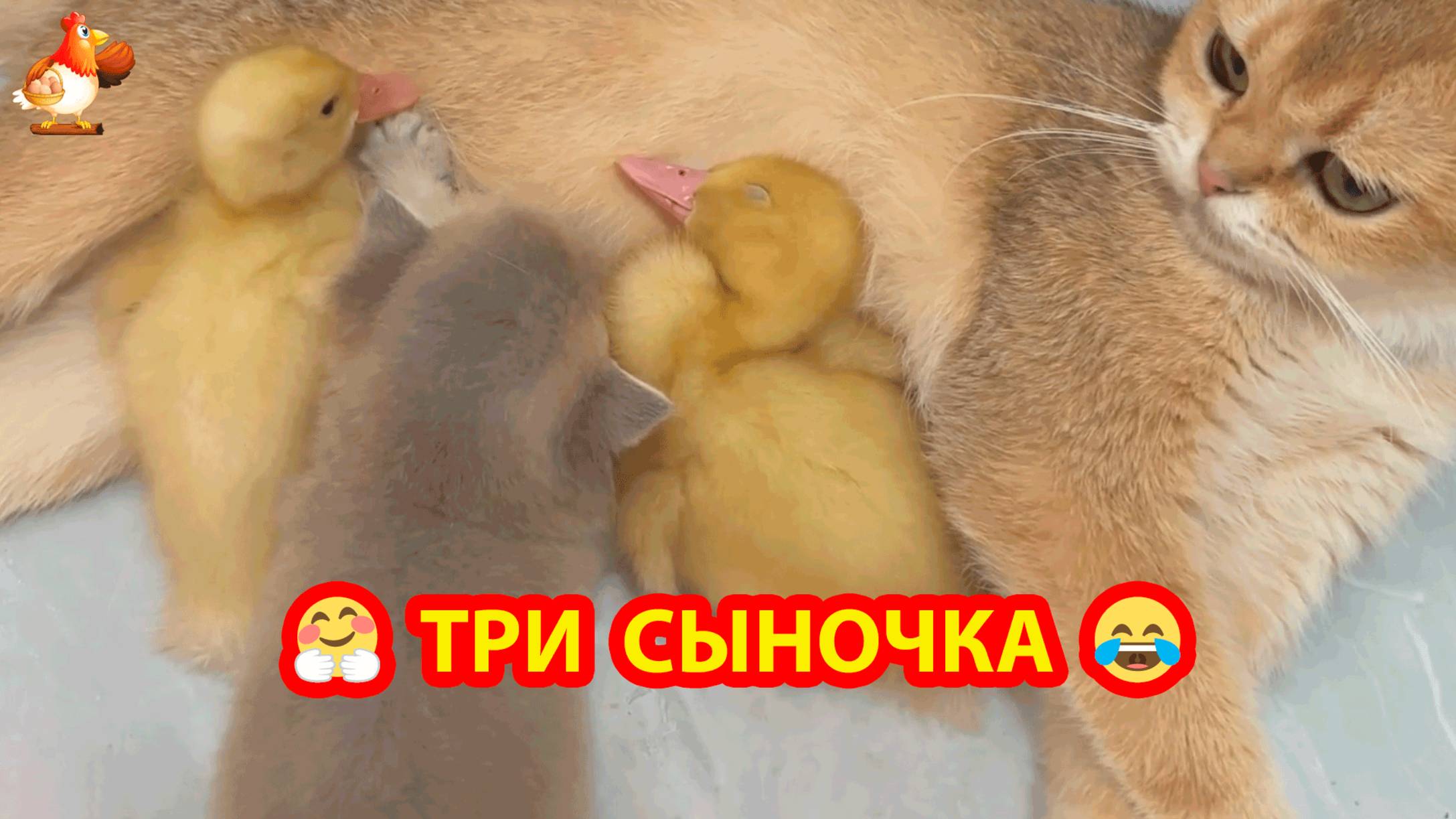 Утята поспали у Кошки и пошли гулять 🥰😂❣️