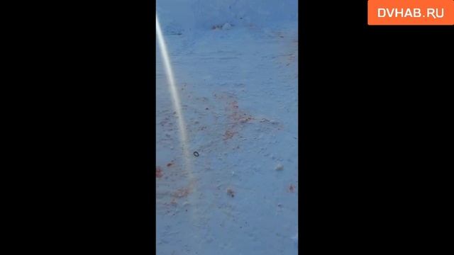 Бездомные собаки напали на десятилетнюю девочку в Николаевске