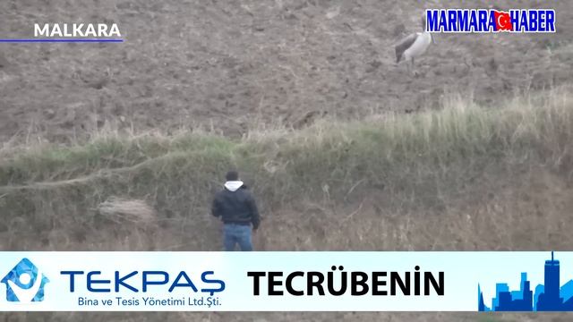 TARLAYA İNEN PELİKAN İLGİ ODAĞI OLDU