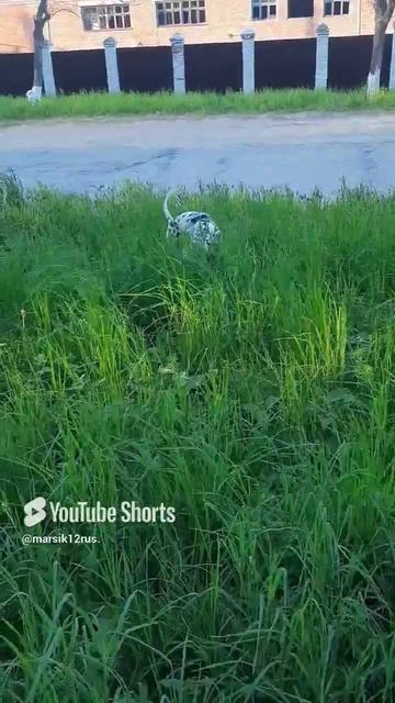 любопытное чудо)))