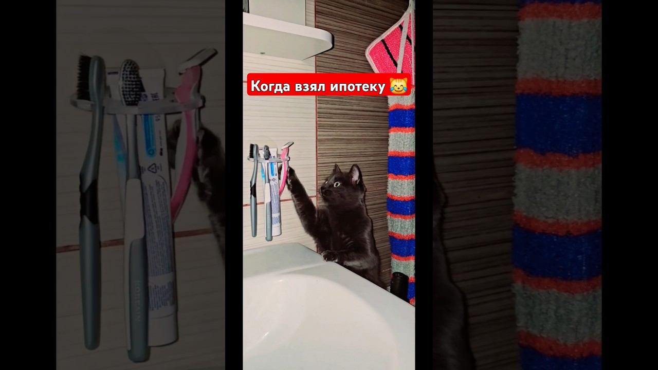 когда ипотеку одобрили только на шкафчик #catvideos #youtubeshorts #subscribe #musicshorts