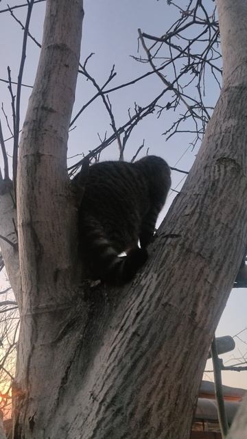 Вечерний охотник.