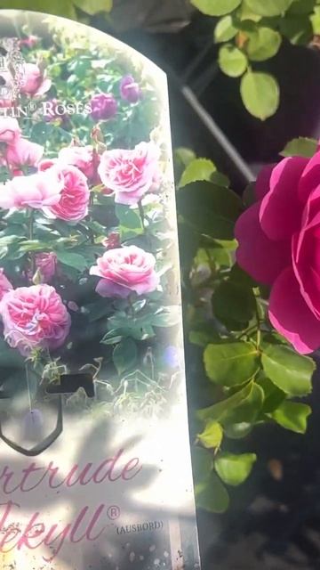 Роза Гертруда Джекилл (Gertrude Jekyll) David Austin