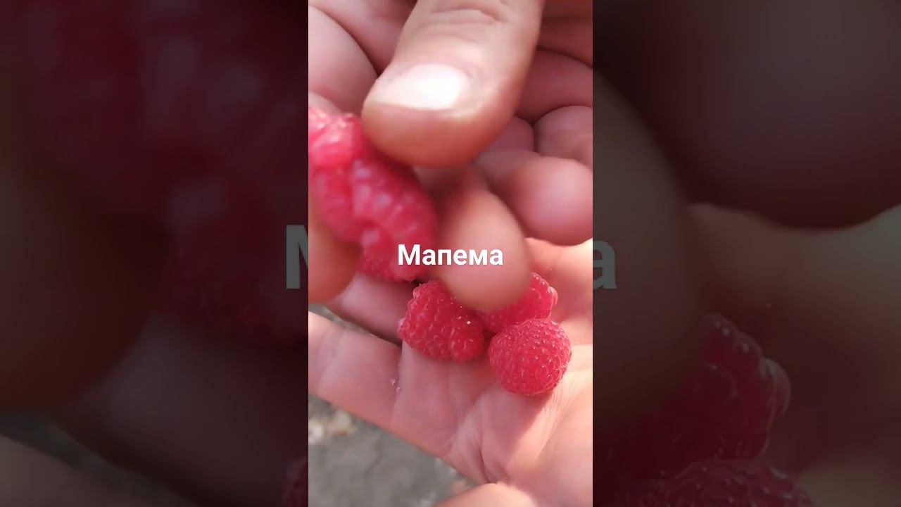 Мапема в теплице
