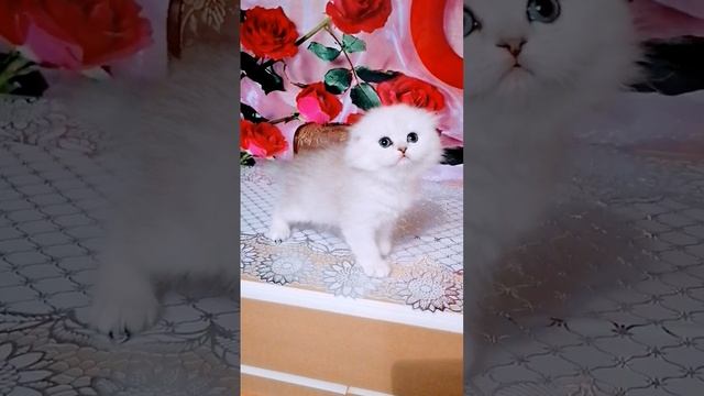 Шотландские котята для Вас!
#хайлендфолд
#скошитфолд
#котята
#шотландскиекотята