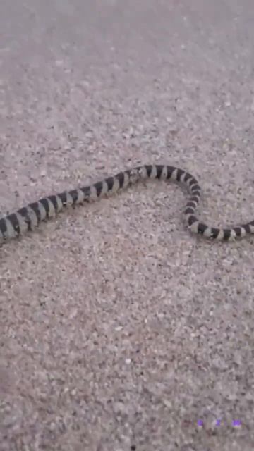 Banded sea snake #nature #snake #seasnake