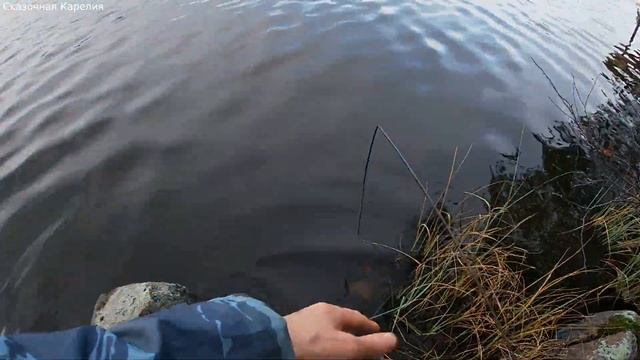 РАКИ В КОНЦЕ ОКТЯБРЯ!!! ЛОВЛЯ РАКОВ На ЧЕСНОК ОСЕНЬЮ НА КИТАЙСКИЕ РАКОЛОВКИ! СУПЕР УЛОВ ВЕДРО РАКОВ!