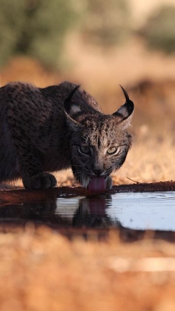 12315789_1080_1920_25fps