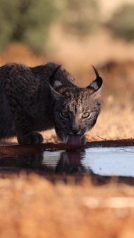 12315789_1080_1920_25fps