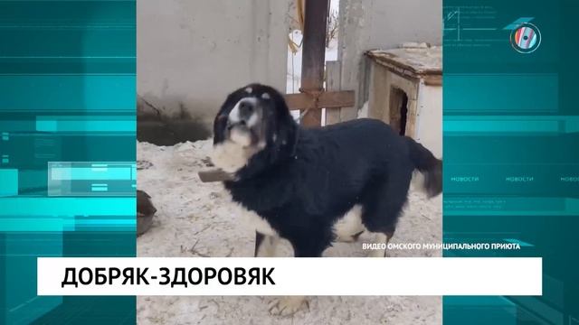 Добряк-здоровяк