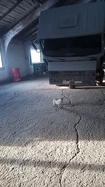 Собака подпевает под стук молотка.