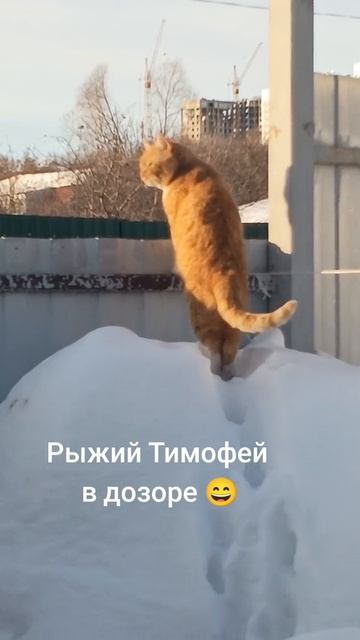 Зима в прошлом году, сугробы. Наш кот в дозоре🤣